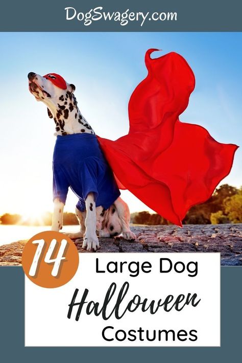 Paws off my treats witches! These Halloween Costumes for Large Dogs will have your dog top in the Halloween costume contests. Superheroes, Hollywood monster classics and transformation into even larger animals make these costumes perfect for the bigger dogs. #Dogs #Dogswagery #Halloween Dog Dragon Costume, Darth Vader Dog Costume, Big Dog Halloween Costumes, Big Dog Costumes, Batman Dog Costume, Dog Costumes Halloween Large, Large Dog Costumes, Dog Swag, Batman Dog