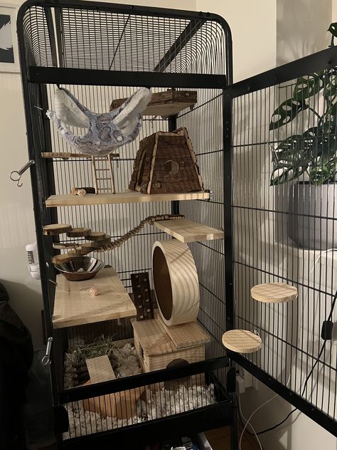 Flying Squirrel Cage, Pet Rat Enclosures, Rats Cage Ideas, Degu Cage Ideas, Rat Cage Ideas Aesthetic, Rat Cage Setup Ideas, Chinchilla Enclosure, Sugar Glider Aesthetic, Sugar Glider Cage Ideas