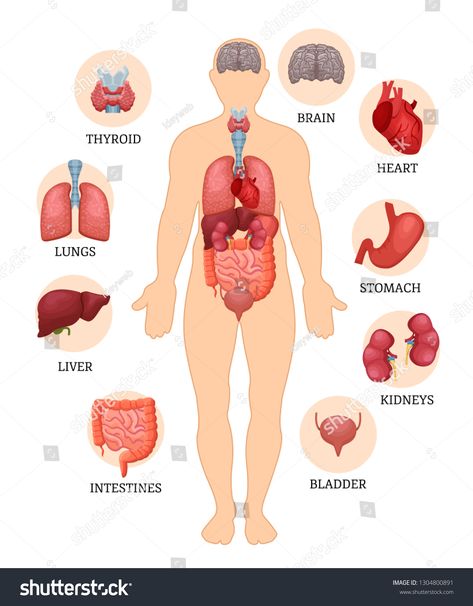 Visual scheme infographic of structure of human organs. Medical anatomy of male body. Human organs: thyroid, brain, heart, stomach, kidneys, bladder, intestines, liver, lungs. Vector illustration. #Ad , #Ad, #anatomy#Medical#male#Human Anatomy Kidney, Human Organ System, Arterial System, Body Anatomy Organs, Anatomy Organs, Anatomy Medical, Body Human, Human Organs, Human Body Organs