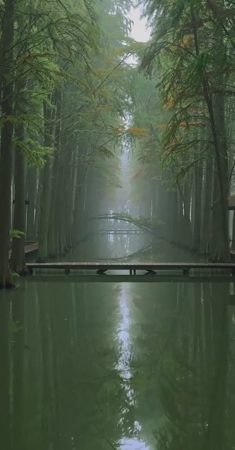 Green, river, forest, bridges, foggy, misty, swamp Mint Aesthetic, Skin Aesthetics, River Forest, Misty Forest, Green River, Background Check, Forest River, Warrior Cats, Enchanted Forest