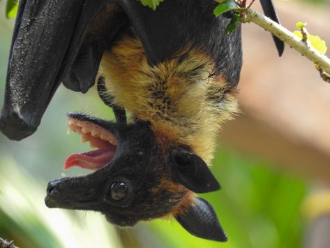 Indian Flying Fox from Arthunkal on March 25, 2021 at 11:30 AM by Jismon Crowley Reference, Funny Looking Animals, Overgrown Garden, Fruit Bats, Fox Bat, The Jersey Devil, Fun Animals, Flying Fox, Fruit Bat