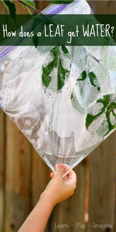 Use this science activity to teach kids in preschool, kindergarten, 1st or 2nd grade how leaves get water. Tree Science Experiments, Kindergarten Leaves Unit, Tree Unit, Science Demonstrations, Science Experience, Tree Stem, Plants Unit, Science Stem, Simple Science