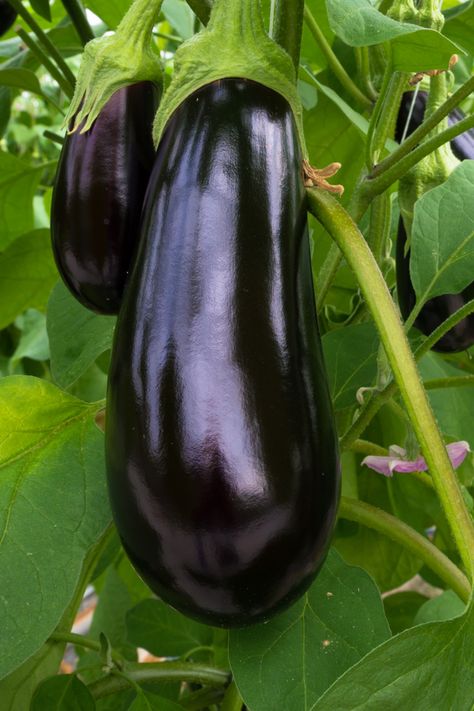 The Secret To Growing Eggplant - How To Plant, Grow & Harvest Eggplant Eggplant Growing, Grow Eggplant, Eggplant Benefits, Growing Eggplant, Worm Castings Tea, Nightshade Plant, Eggplant Plant, Eggplant Varieties, Small Trellis