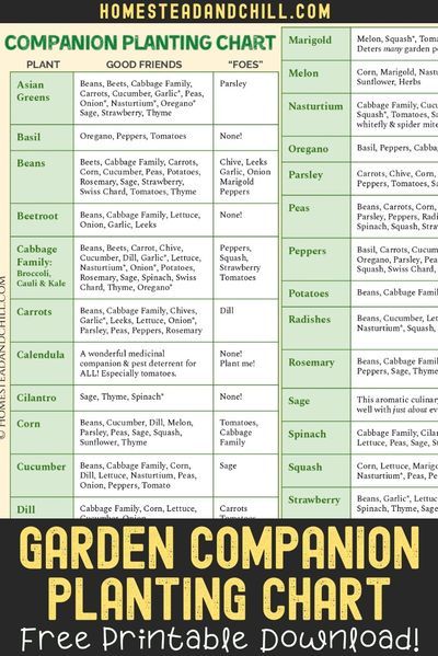 Okra Companion Planting, Eggplant Companion Plants, Blueberry Companion Plants, Companion Planting Layout, Squash Companion Plants, Carrot Companion Plants, Onion Companion Planting, Cucumber Companion Plants, Lavender Companion Plants