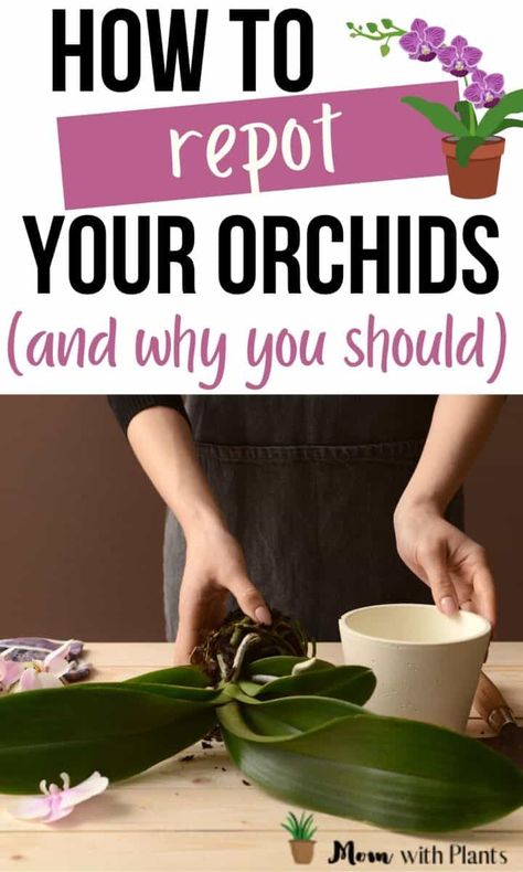 Orchid Repotting, Orchid Potting Mix, Orchids In Water, Repotting Orchids, Indoor Orchids, Orchid Plant Care, Orchid Roots, Orchids Care, Growing Orchids