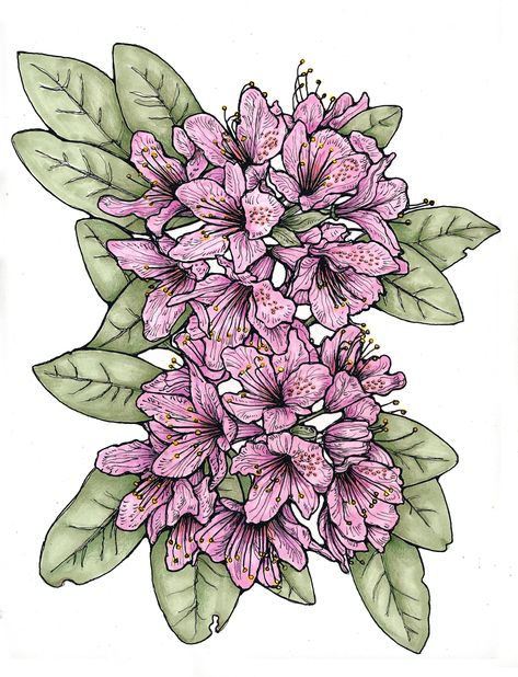 Drawing of a rhododendron from our garden. Rhododendron Tattoo Simple, Rhododendron Tattoo, Rhododendron Drawing, Coast Rhododendron Drawing, Fig Art, Rhododendron Embroidery, Rhododendron Watercolor, Colored Pencil Drawing, Step Drawing