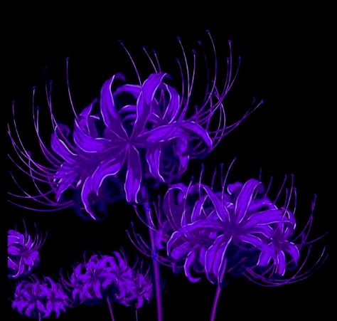 Pink Spider Lily, Black And Purple Wallpaper, Pink Spider, Purple Aesthetic Background, Lily Wallpaper, Dark Purple Flowers, Red Spider Lily, Purple Lily, Spider Lily