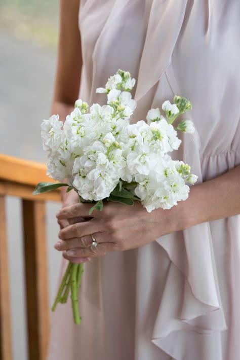 Simple Long Stem Wedding Bouquet, Dainty White Bridal Bouquet, White Stock Bouquet, White Simple Bridesmaid Bouquet, Small Bridesmaid Bouquet Simple White Flowers, Single Flower Bridesmaid Bouquet Simple, Small Simple Bridal Bouquet, Single Bloom Bouquet, Single Variety Bouquet