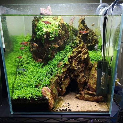 Small Freshwater Aquarium, Black Substrate Aquarium, Square Aquascape, 29 Gallon Aquascape, Cube Fish Tank, Cube Tank Aquascape, Planted Tank Aquascaping, Planted Betta Tank Aquascaping, Nano Tank Aquascape