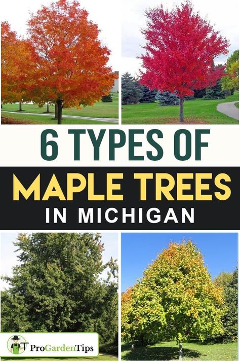 If you visit Michigan in the fall, you’ll see a bevy of colorful leaves, and many of those are leaves from the many maple trees in the state. Michigan is a heavily forested state and, therefore, you’ll never get tired of looking at the many beautiful trees it has to offer. Let’s take a look at the types of maple trees in Michigan. Types Of Maple Trees, Growing Maple Trees From Seeds, Fall Maple Trees, Big Leaf Maple Tree, Maple Tree Varieties, Michigan Trees Identification, Ontario Tree Identification, Michigan Trees, Silver Maple Tree