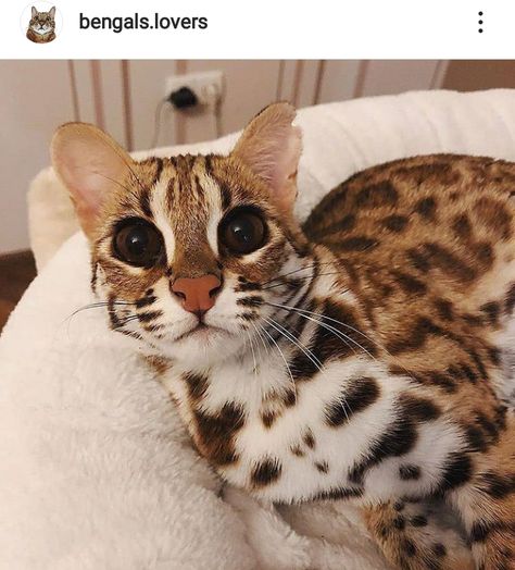 Asian Leopard Cat, Leopard Cat, Cat Reference, Most Beautiful Cat Breeds, Cat Behavior, Bengal Cat, Happy Cat, Silly Cats, Beautiful Cat