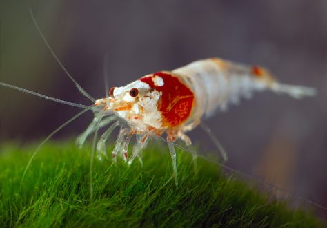 https://flic.kr/p/Rqi1j1 | Red crystal shrimp Crystal Shrimp, Aquarium Shrimp, Cherry Shrimp, Water Creatures, Shrimp Tank, Crustaceans, Freshwater Aquarium, Red Crystals, Popular Culture