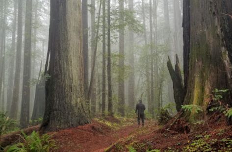 These trees are huge! Oregon Redwoods, Oregon Beach House, Portland Oregon Travel, Oregon Adventures, Oregon Forest, Coast Redwood, Travel Oregon, Oregon Hikes, Forest Home