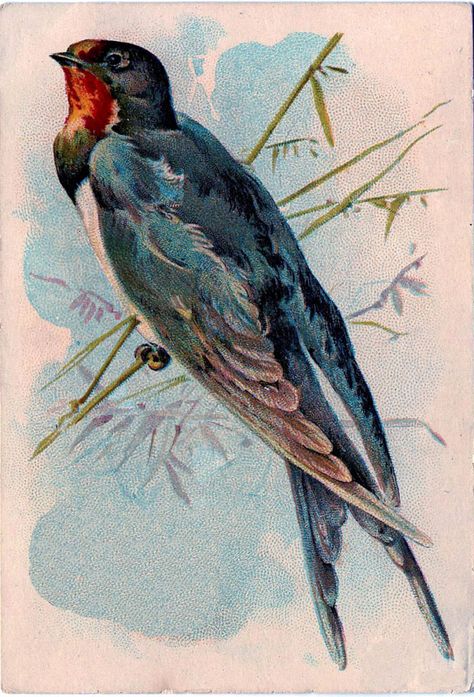 Sewing Bird Swallow Image The Graphics Fairy, Vintage Birthday Cards, Graphics Fairy, Clip Art Vintage, Antique Postcard, Bird Pictures, Vintage Birds, Vintage Ephemera, Pics Art