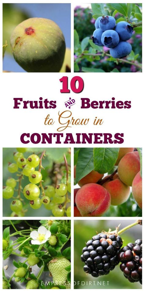 There are many fruits and berries that grow nicely in containers. If your garden space is limited or you have poor soil quality, container growing is an excellent option. #gardening #fruittrees #berries #empressofdirt Fruit Trees In Containers, Gemüseanbau In Kübeln, Fruit Tree Garden, Growing Fruit Trees, Container Garden Design, Berry Bushes, Home Vegetable Garden, Container Gardening Vegetables, Growing Fruit