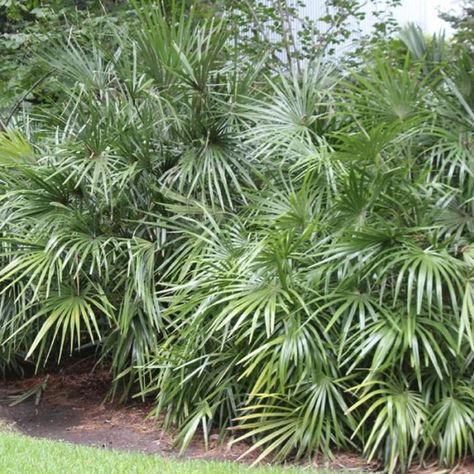 Needle Palm Tree, Spanish Transitional, Needle Palm, Horticultural Therapy, Florida Native Plants, Plant Notes, Yard Plants, Garden Privacy Screen, Screen Plants