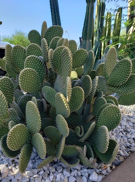 Mcm Landscaping, Opuntia Cactus, Opuntia Microdasys, Mexican Garden, Cactus Terrarium, Plant Wishlist, Dry Garden, Beach Garden, Beach Gardens