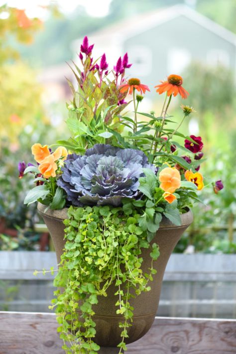 Fall Potted Plants, Fall Container Plants, Fall Flower Pots, Fall Pots, Porch Pots, Fall Container Gardens, Ornamental Cabbage, Fall Containers, Container Garden Design