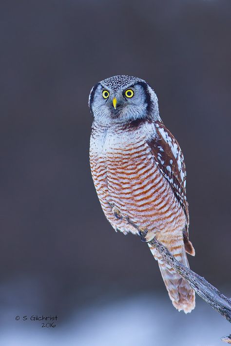 Northern Hawk Owl, Hawk Owl, Jungle Gardens, Happy Man, Owl Party, Extinct Animals, Pretty Birds, Bird Species, Nature Animals