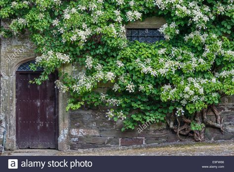 Cotehele, Saltash, Cornwall, Uk. A Huge Climbing Hydrangea ...