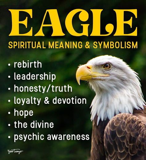 Eagle Spirit Animal Meaning, Eagle Meaning, Eagle Symbolism, Eagle Spirit Animal, Eagle Medicine, Animal Totem Spirit Guides, Spiritual Animals, Eagle Totem, Spirit Animal Meaning