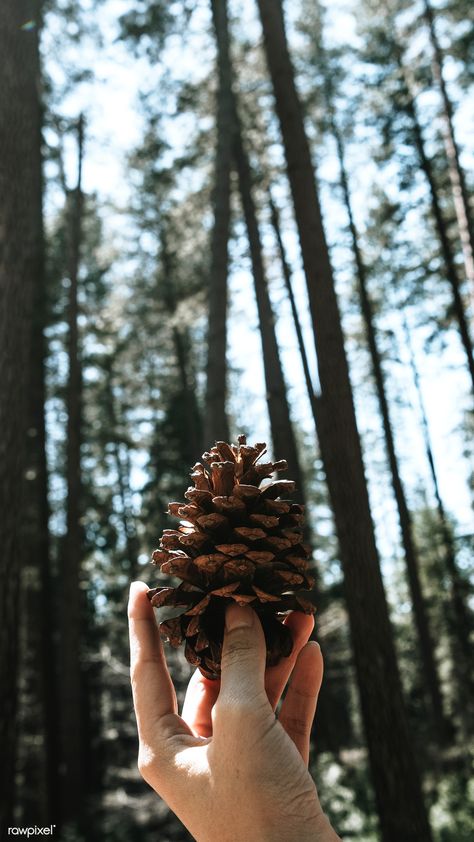 Man holding a pinecone mobile phone wallpaper | free image by rawpixel.com / Teddy Rawpixel Pine Forest Photoshoot Ideas, Pinecone Mobile, Hange Aesthetic, Landscape Photography Ideas, Conifer Cone, Mobile Phone Wallpaper, Wallpaper Floral, Landscape Photography Nature, Man Images