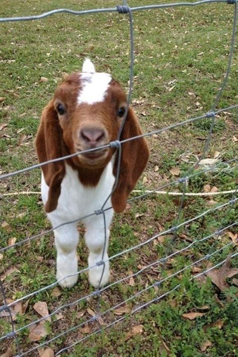 Floppy ears Pigmy Goat, Ranch Animals, Goat Picture, Boer Goats, Goats Funny, Goat Farm, Baby Goat, Cute Goats, Retirement Plan