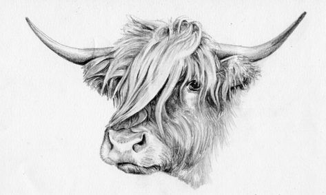 Cow Easy Painting, Cow Easy Drawing, Highland Cow Sketch, Highland Cow Tattoo, Mini Highland Cow, Cow Sketch, Highland Cow Painting, Cow Tattoo, Highland Cow Art