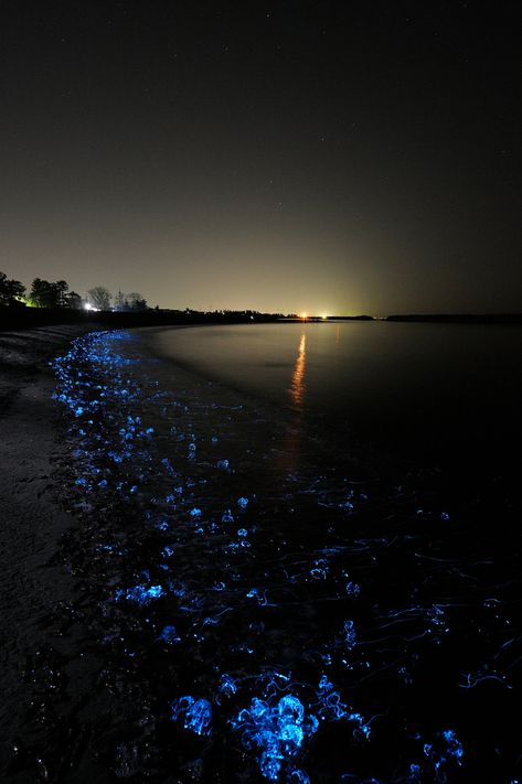 Glowing Beaches, Volcanic Beach, Jelly Fishes, Firefly Squid, Glowing Jellyfish, Fish Photography, Blue Glow, Jelly Fish, Toyama