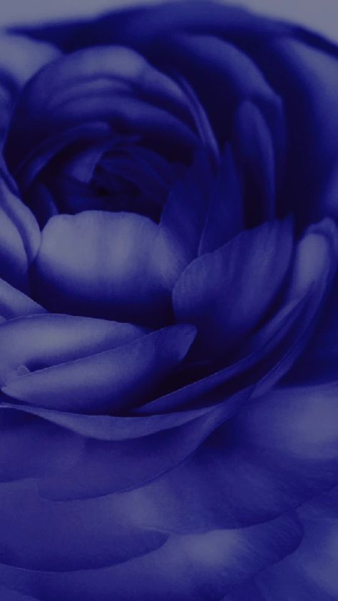 #violet blue aesthetic#violet blue wallpaper#violet blue eyes#blue violet aesthetic#blue and violet hair#blue violet wallpaper#violet and blue aesthetic#blue violet header#blue and violet background#blue violet flower#blue violet aesthetic wallpaper#ios 14 blue violet#ral 5000 violet blueblue violet flower aesthetic#blue violet flower drawing#blue and violet flowers#blue and violet flowers aesthetic#violet blue flowers#blue and violet flower. Blue Violets Flowers, Blue Violet Aesthetic Wallpaper, Violet Blue Aesthetic, Blue Violet Aesthetic, Violet Flower Aesthetic, Violet Blue Wallpaper, Flower Aesthetic Blue, Blue And Violet Background, Violet Header