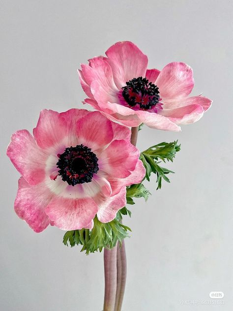 Anemone Flower Photography, Pink Anemone Flower, Anemone Flower Aesthetic, Aphrodite Collage, Anemone Photography, Poppy Flower Aesthetic, Anenome Flower, Poppy Anemone, Pink Anemone