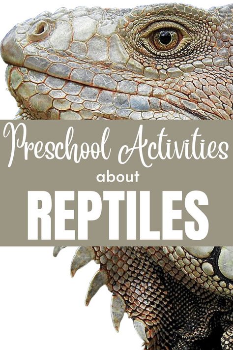 A fun, not commonly seen, theme in preschool is learning about reptiles. Many students love things like snakes, turtles and lizards, so teaching a theme around them can perk the interest of your students. This blog post will share some preschool appropriate activities that can be done during a reptile theme! Reptile Activities For Preschool, A Is For Alligator Craft, Reptile Activities, Alligator Craft, Reptiles Preschool, Reptiles Activities, A Is For Alligator, Reptile Crafts, Alligator Crafts