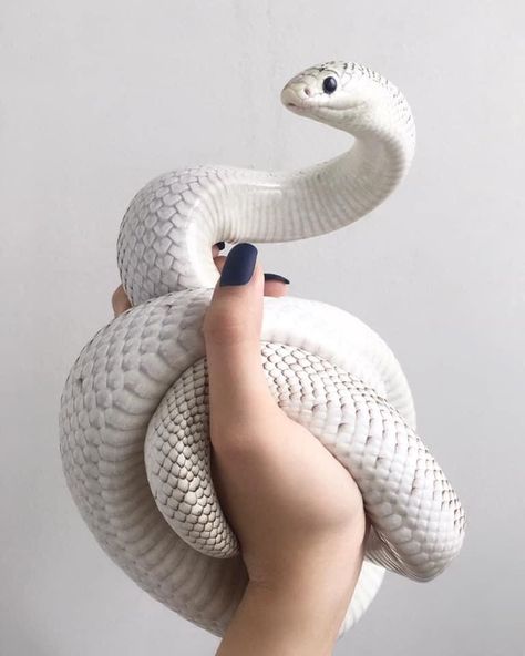 Snake Photos, Pretty Snakes, Cute Reptiles, Cute Snake, Beautiful Snakes, Pet Snake, Snake Art, Reptile Snakes, White Snake