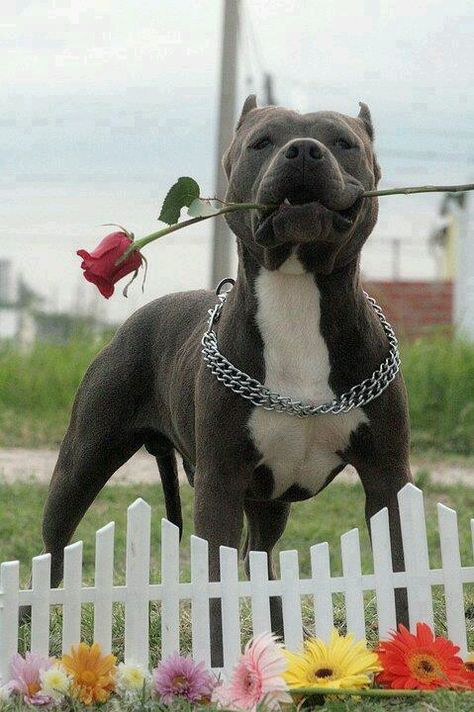 PitBull with a Red Rose in his mouth Pitbull, A Dog, Dogs, Flowers, White, Black