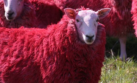 RED sheep of Scotland by Bathgate Wildlife, via Flickr Red Sheep, Counting Sheep, Sheep And Lamb, The Sheep, Cute Creatures, Dog Hair, Beautiful Creatures, Farm Animals, Pet Birds