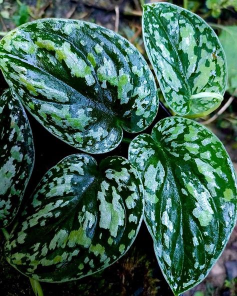 @valdisplantshop shared a photo on Instagram: “Ready stock ! Scindapsus Tricolor For Price We can still negoitable 😊 Serve wholesale and retail orders, Order now ⬇️…” • Jun 16, 2022 at 2:06pm UTC Scindapsus Tricolor, Plants Wishlist, Plant Wishlist, Pretty Plants, Plant Lady, Mimosa, Planting Succulents, Flower Shop, Tri Color