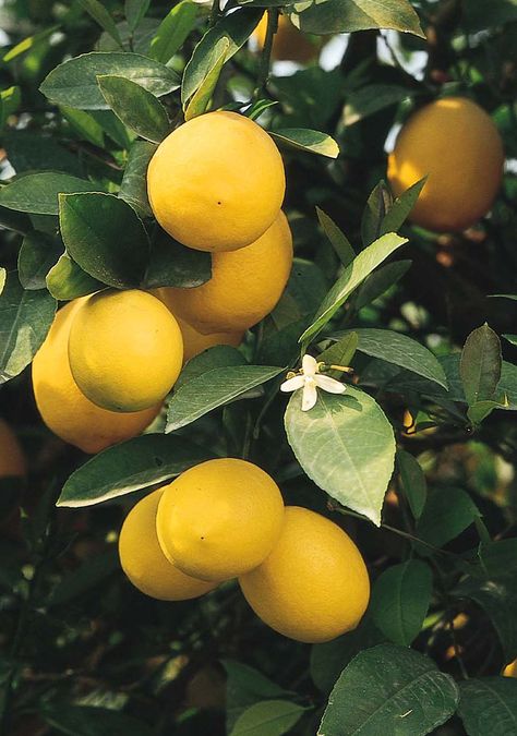 Improved Meyer Lemon - Monrovia - Improved Meyer Lemon Eureka Lemon, Lemon Seasoning, Evergreen Landscape, Meyer Lemon Tree, Monrovia Plants, Rogers Gardens, Plant Catalogs, California Garden, Citrus Trees