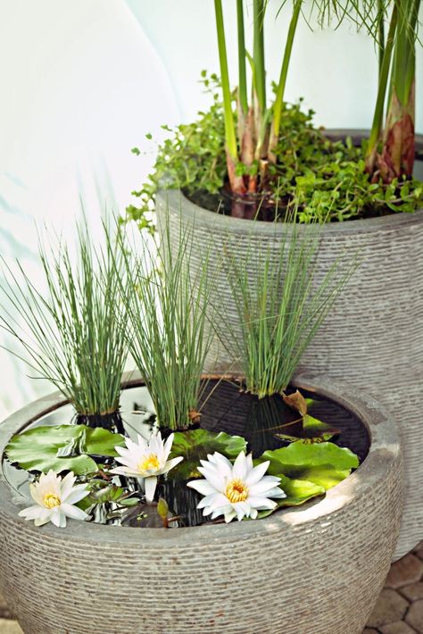 With a large container, bricks and a nursery trip, you can create a romantic, miniature water lily garden in an afternoon. Water Lily In Pot, Water Lily Container Garden, Water Lily Garden, Water Container Garden, Pot Pond, Pond In A Pot, Zen Courtyard, Barrel Pond, Tanaman Air