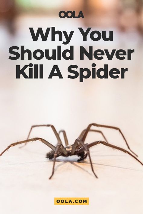 Why You Should Never Kill A Spider What Kills Spiders, Killing Spiders, Types Of Spiders, It's Hard, Spiders, Clean House, Exterior