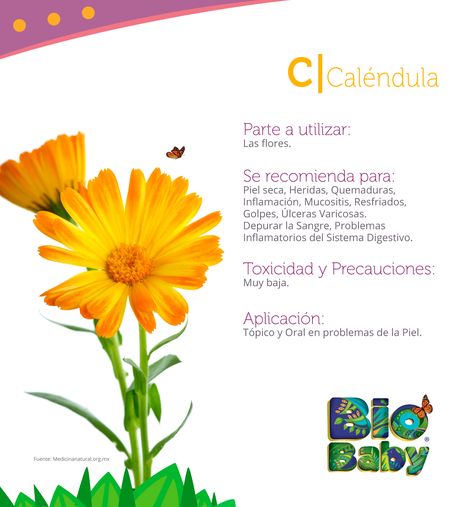 La caléndula como medicina natural. Usos y recomendaciones. #medicinanatural #flores #propiedades #bebes #lifestyle Abc, Lifestyle