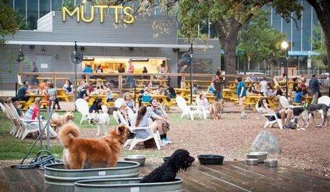 Dog Park Design, Indoor Dog Park, Mutt Dog, Dog Fails, Dog Hotel, Dog Playground, Dog Cafe, Cheap Dogs, Dog Daycare