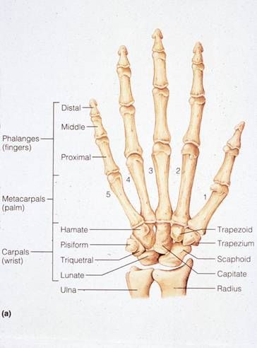 Bones of the Human Hand. My poor right, 3rd distal phalange :( lol Hand Bone Anatomy, Bones Of The Hand, Finger Bones, Hand Bones, Anatomy Bones, Human Anatomy And Physiology, Medical Terminology, Hand Therapy, Medical Coding