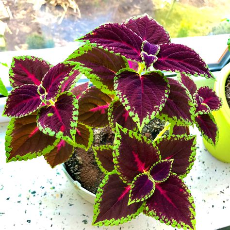 Beautiful coleus plant Red Coleus, Coleus Plants, Coleus Plant, Under The Microscope, Cross Section, Christmas Wreaths, Holiday Decor, Plants, Red