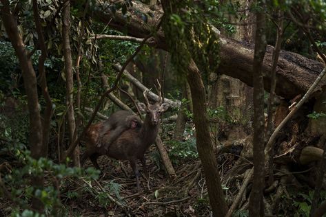 Wildlife Photographer of the Year: ghostly face or fish? - BBC News Leopard Hunting, Monk Seal, Yakushima, Japanese Forest, Wildlife Photographer, Kagoshima, Photography Competitions, Wildlife Photos, Daily Pictures