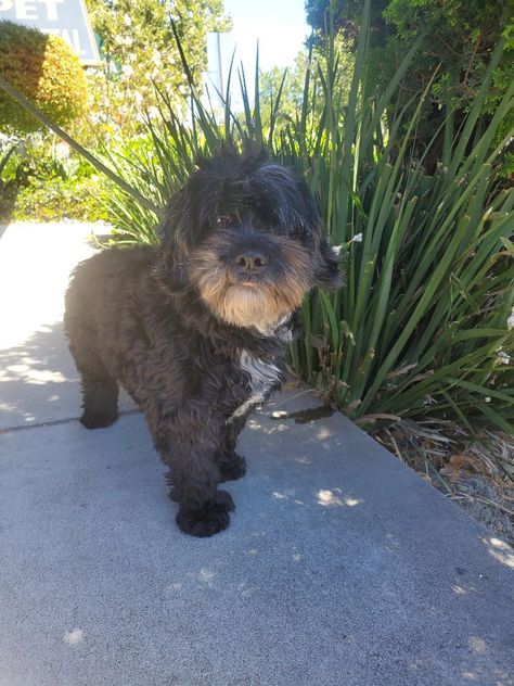 Harold is an adoptable lhasa apso searching for a forever family near San Jose, CA. Use Petfinder to find adoptable pets in your area. Poodle Mix Dogs, Poodle Mix, Lhasa Apso, Lhasa, Forever Family, Animal Welfare, Dog Adoption, San Jose Ca, Keep Calm