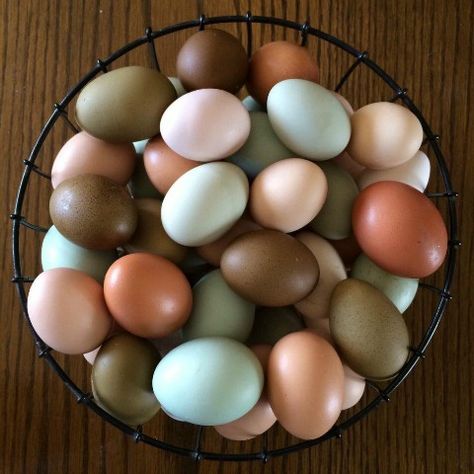 Chickens That Lay Colored Eggs  | Purina Animal Nutrition Olive Egger Chicken, Chicken Egg Colors, Chicken Hatching, Farmhouse Color Scheme, Rainbow Chicken, Farmhouse Color, Easter Eggers, Crazy Chicken Lady, Farm Eggs