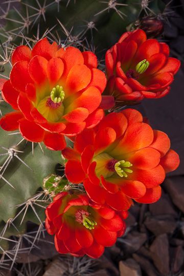 . Desert Arizona, Cactus Pictures, Desert Bloom, Cactus Blossoms, Blooming Cactus, Desert Botanical Garden, Theme Tattoo, Desert Flowers, Arizona Desert