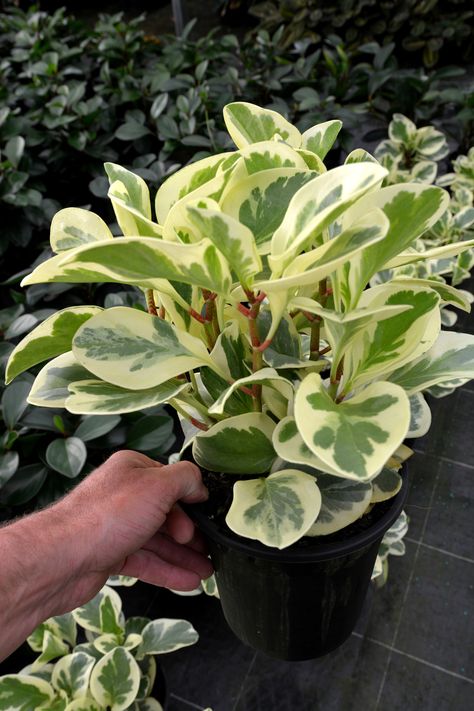 Learn to care for this variegated Peperomia! Peperomia Obtusifolia, Understory Plants, Peperomia Plant, Tropical House Plants, Variegated Plants, House Plants Decor, House Plants Indoor, Pretty Plants, Snake Plant