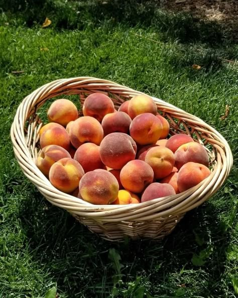 Mona Mina Fruit Harvesting, Nectarine Fruit, Be Your Own Muse, Wild Edibles, Fruit Drinks, Nature Garden, Farm Gardens, Food Decoration, Food Obsession