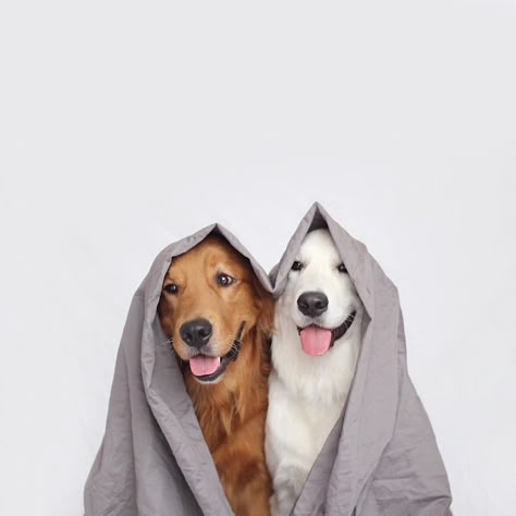 Best Friend-Dogs And A Cat Are Taking Over The Internet With Their Incredibly Adorable Pics Pet Advertising, Dog Photoshoot, Funny Animal Quotes, Animal Room, Dog Pics, Dog Photo, Dog Wallpaper, Pet Photography, Pet Photo